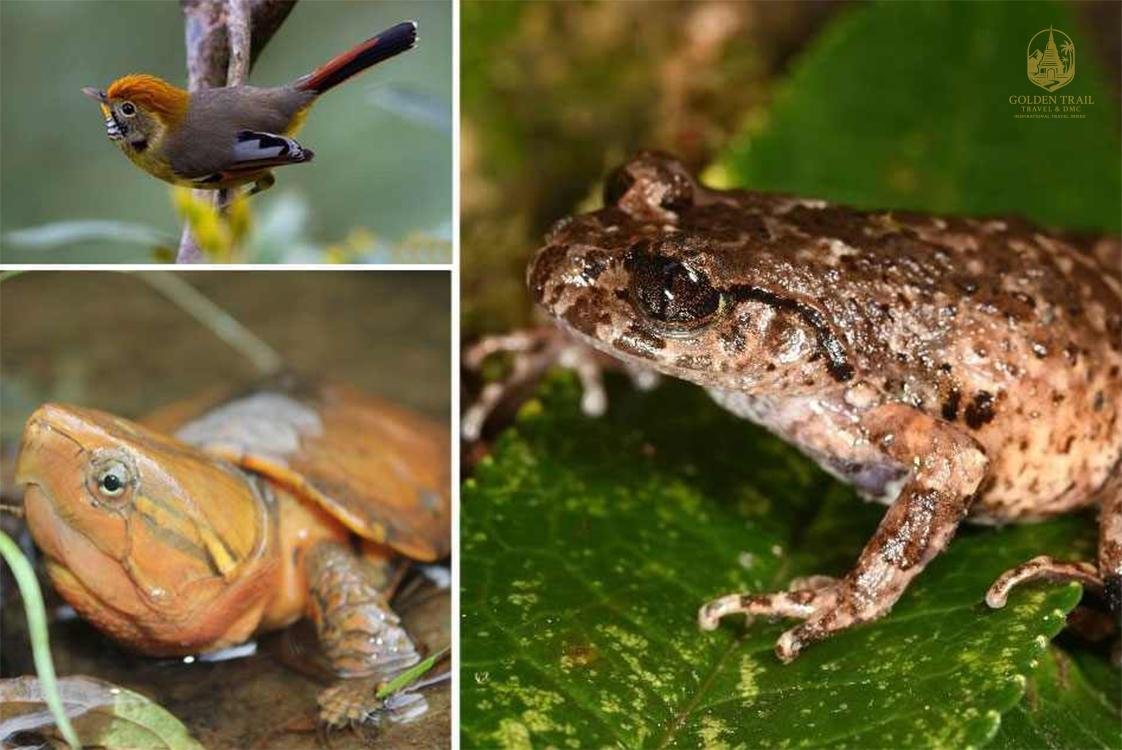 Sapa Bird Watching Tour: A 3-Day Ultimate Avian Adventure from Hanoi